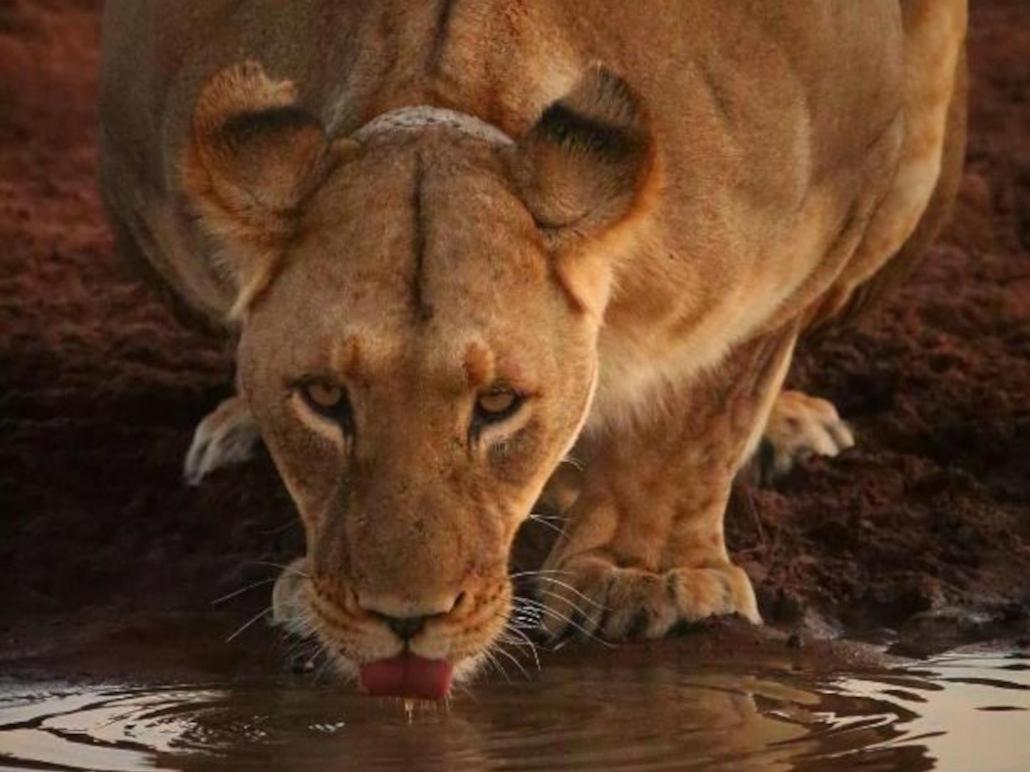 שמורת מאניילטי Honeyguide Tented Safari Camps - Mantobeni מראה חיצוני תמונה